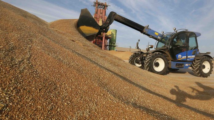 A tractor piles wheat grains on a drying complex at the Solgonsk
