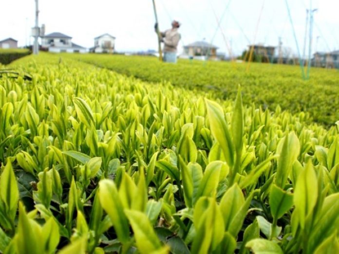 tea-field