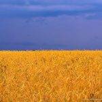 ukraina