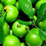 alcasi