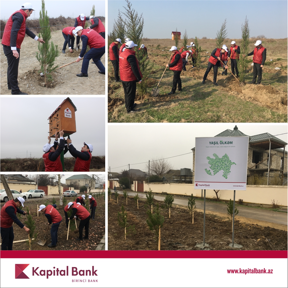 Kapital Bank "Yaşıl ölkəm" aksiyasını davam etdirir - FOTO 1 Yaxhil Olkem
