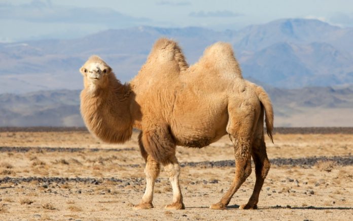 bactrian-camel-1200x750-deve