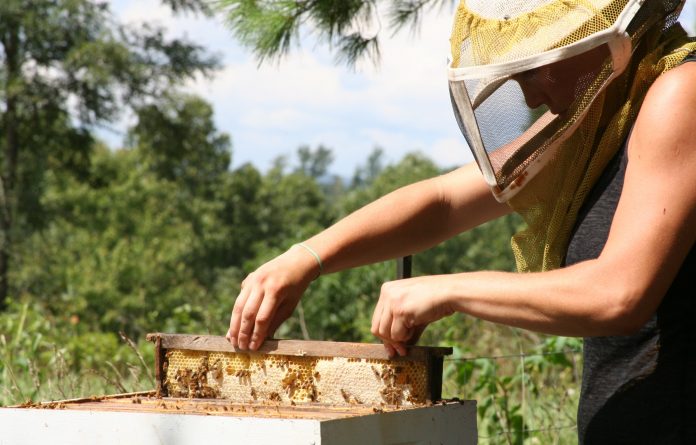 honey bee bal arisi