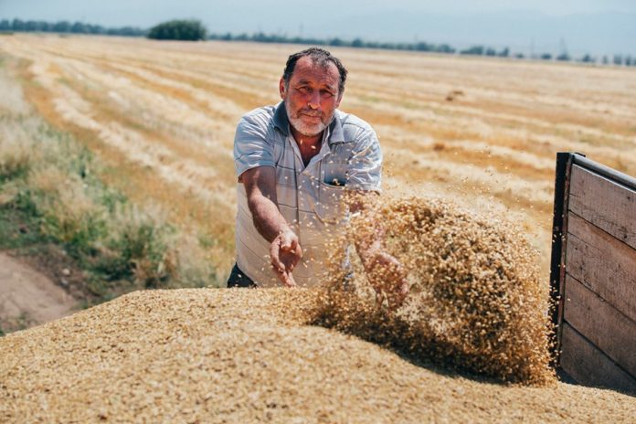 taxil -wheat -bugda agro aqro