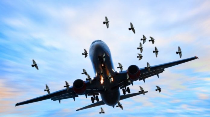 plane bird