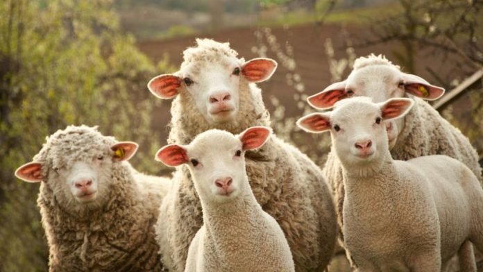 sheep -qoyun