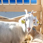 keci goat