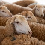 qoyun – sheep