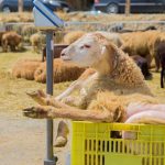 qoyun-sheep0