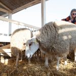 qoyun – sheep2
