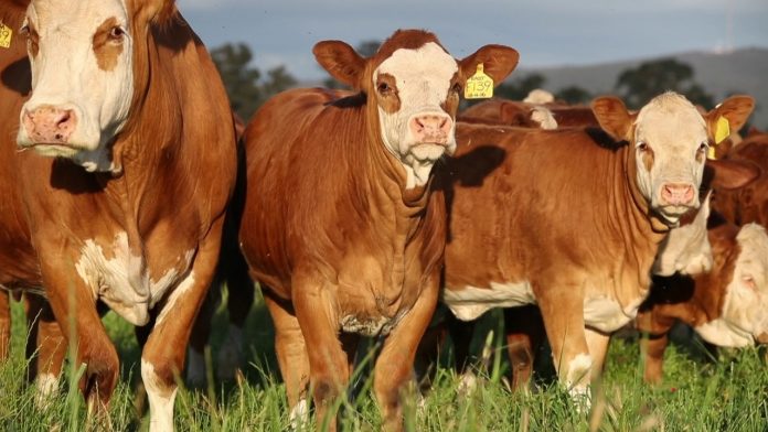 Simmental 3