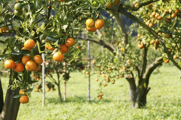 Azərbaycanın cənubunda təqribən $6,3 milyon dəyərində layihə üçün