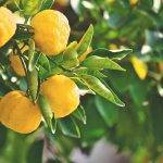 usual-citrus-fruits-list-featured mandaren