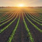 agro-kend teserrufati sheker chugundur