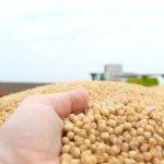 soya bean