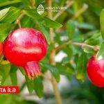 nar bağları sığorta