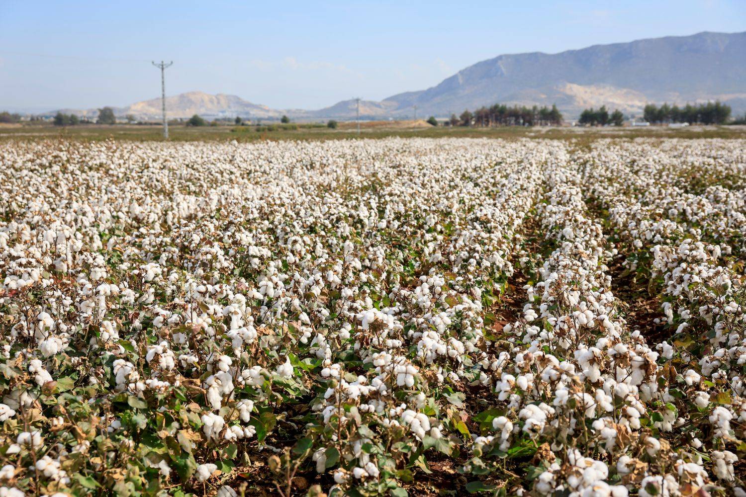 Trendyolmilla ilkə imza atıb: Regenerativ pambıqdan cins kolleksiyası 1 Trendyolmilla